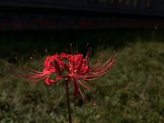 -西安大兴善寺
