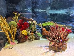 -上海海洋水族馆