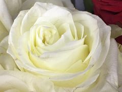 -Butchart布查德鲜花(花艺设计中心)