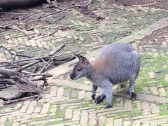 -昆明动物园