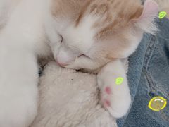 -猫和宫(六道口店)