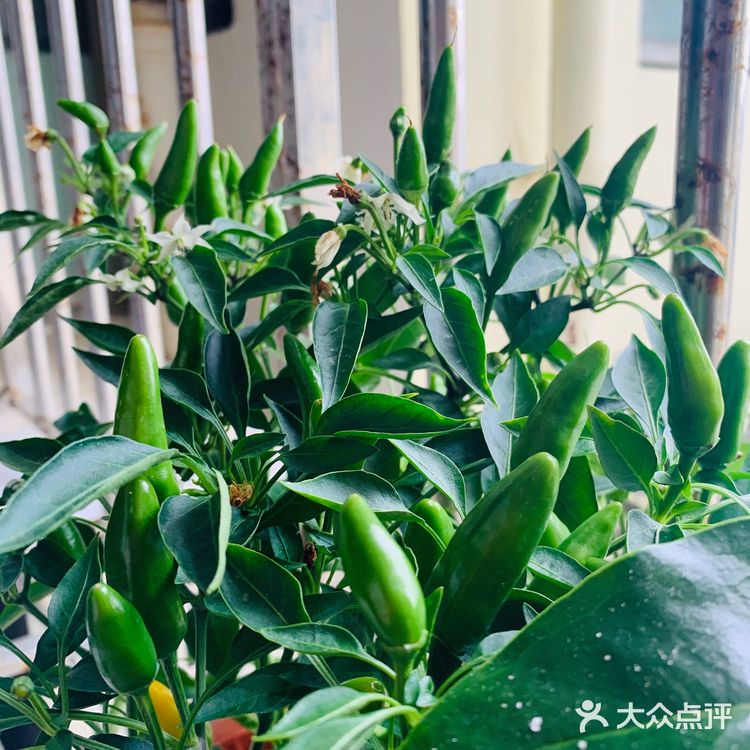 美丽的阳台山上，花儿怒放着，添了一道美丽的风景线