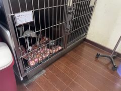 -宠物星动物医院·眼科·异宠·猫科(江南大道总院)