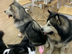 -李小姐の猫咖啡馆(五角场店)