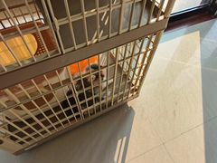 -乐琪宠物医院·犬猫专科·骨外科·急重症