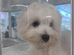 -翊宠yipet猫狗购宠庄园犬舍•猫舍