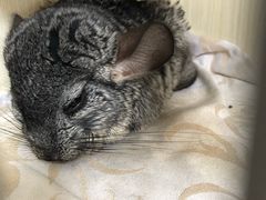 -雨林宠物医院 非犬猫异宠专科