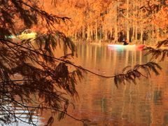 -上海海湾国家森林公园