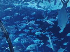 -上海海洋水族馆