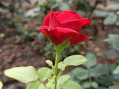 -共青国家森林公园-南大门停车场