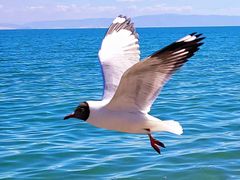 -青海湖国家重点风景名胜区