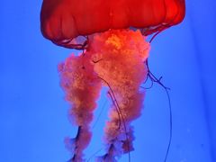 -合肥海洋世界