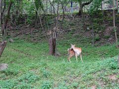 -大连森林动物园