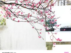 -秋霞圃