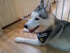 -Husky Go! 哈士奇体验馆·宠物咖啡厅狗咖