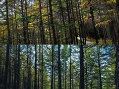 -苏木山森林公园