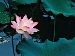 -荔湾湖公园