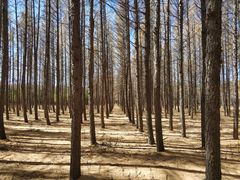 -塞罕坝国家级自然保护区