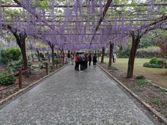 -嘉定紫藤园