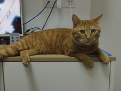 -宠颐生汉谟拉比宠物医院