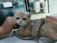 -萌兽医馆·宠物医院·猫骨科(创景店)