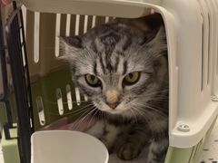 -瑞派康怡24h宠物医院·犬猫医疗中心·微创绝育(瑞景分院)