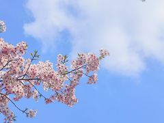 -顾村公园