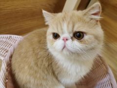 -滚猫咖啡·猫咖·猫友好撸猫(未来城店)