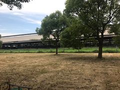 -光明牧业有限公司金山种奶牛场