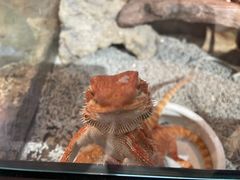 -酷以爬仙阁实体爬宠店·守宫·蜥蜴·专业繁育