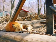 -宫城藏王狐狸村