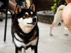 -柴犬高等学院·狗咖·柴犬售卖·宠物训练