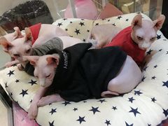 -藏猫猫咖啡主题馆(中央大道店)