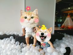 -Barbe a papa亲子餐厅(杨浦店)