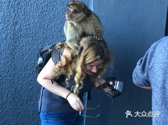 谁说外国的猴子不抢劫？