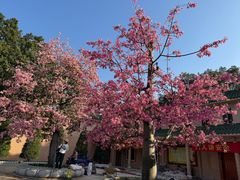 -广东圆玄道观