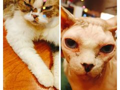 -猫小院猫主题咖啡厅(北锣店)