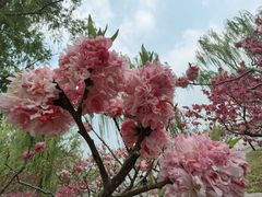 -莲花池公园