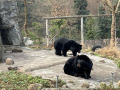 -都江堰中华大熊猫苑