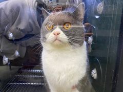 -PETKIT小佩宠物·低压洗护(国顺东路店)