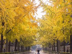 -四川大学(望江校区)