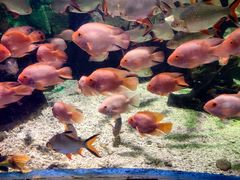 -太平洋海底世界