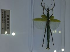 -上海昆虫博物馆