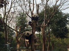 -成都大熊猫繁育研究基地