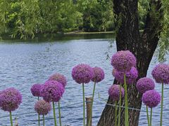 -上海共青森林公园