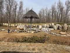 -北京野生动物园