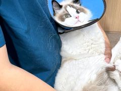 -米苏动物医院·犬猫专科·骨科外科内窥镜