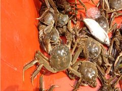 -阳澄湖大闸蟹·琼灵阁牌品牌连锁(吴中总店)