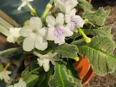 -常州花鸟园酒店(西太湖品牌优选店)