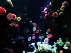 -瑞普利水族馆
